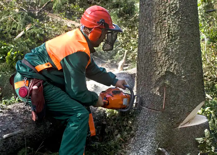 Tree surgeon cutting down a tree in Walsall.