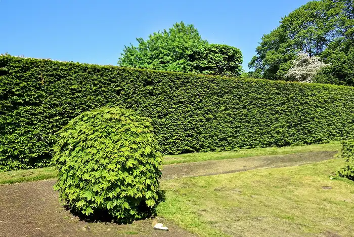 Perfectly shaped hedge in Walsall.