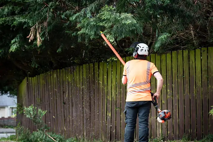 Tree surgeon pruning a tall tree in Walsall.