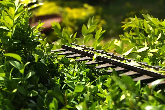 Professional hedge trimming service in Walsall.